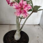 Planta Dobrada 3048 – 25cm – 01 ano