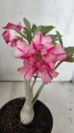 Planta Dobrada 3048 – 25cm – 01 ano - Imagem 3