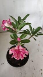 Planta Dobrada 3048 – 25cm – 01 ano - Imagem 5