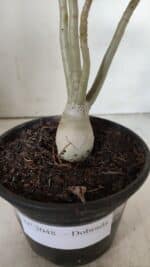 Planta Dobrada 3048 – 25cm – 01 ano - Imagem 6