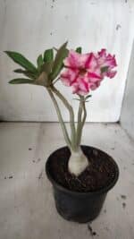 Planta Dobrada 3048 – 25cm – 01 ano - Imagem 4