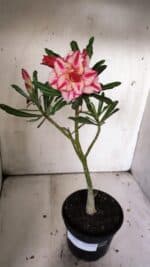 Planta Dobrada 3049 – 30cm – 02 anos - Imagem 2