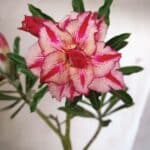 Planta Dobrada 3049 – 30cm – 02 anos