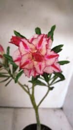 Planta Dobrada 3049 – 30cm – 02 anos