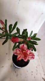 Planta Dobrada 3049 – 30cm – 02 anos - Imagem 4