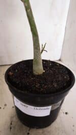 Planta Dobrada 3049 – 30cm – 02 anos - Imagem 7