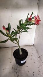 Planta Dobrada 3049 – 30cm – 02 anos - Imagem 6