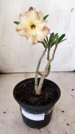 Planta Dobrada 3050 – 30cm – 02 anos - Imagem 2