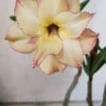 Planta Dobrada 3050 – 30cm – 02 anos