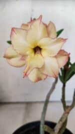 Planta Dobrada 3050 – 30cm – 02 anos