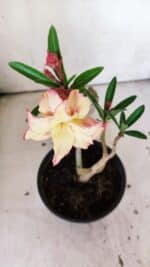 Planta Dobrada 3050 – 30cm – 02 anos - Imagem 4