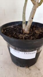 Planta Dobrada 3050 – 30cm – 02 anos - Imagem 6