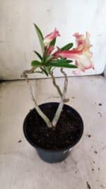 Planta Dobrada 3050 – 30cm – 02 anos - Imagem 5