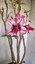 Planta Dobrada 3051 – 50cm – 04 anos - Imagem 5