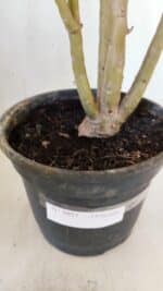 Planta Dobrada 3051 – 50cm – 04 anos - Imagem 9