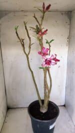 Planta Dobrada 3051 – 50cm – 04 anos - Imagem 6