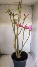 Planta Dobrada 3051 – 50cm – 04 anos - Imagem 8