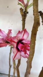 Planta Dobrada 3051 – 50cm – 04 anos - Imagem 4