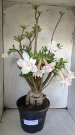 Planta Dobrada 3052 – 50cm – 05 anos