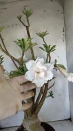 Planta Dobrada 3052 – 50cm – 05 anos - Imagem 8