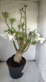 Planta Dobrada 3052 – 50cm – 05 anos - Imagem 7