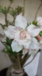 Planta Dobrada 3052 – 50cm – 05 anos - Imagem 3