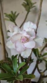 Planta Dobrada 3052 – 50cm – 05 anos - Imagem 4