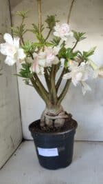 Planta Dobrada 3052 – 50cm – 05 anos - Imagem 5