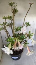 Planta Dobrada 3052 – 50cm – 05 anos - Imagem 9