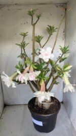 Planta Dobrada 3052 – 50cm – 05 anos - Imagem 6