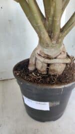 Planta Dobrada 3052 – 50cm – 05 anos - Imagem 12