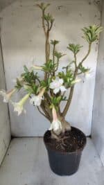 Planta Dobrada 3052 – 50cm – 05 anos - Imagem 11