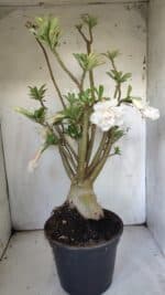 Planta Dobrada 3052 – 50cm – 05 anos - Imagem 10