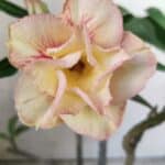 Planta Dobrada 3053 – 30cm – 02 anos