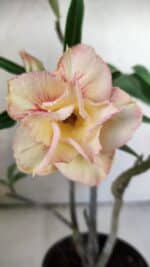 Planta Dobrada 3053 – 30cm – 02 anos