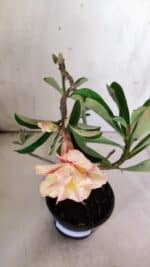 Planta Dobrada 3053 – 30cm – 02 anos - Imagem 4