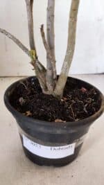 Planta Dobrada 3053 – 30cm – 02 anos - Imagem 6