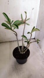 Planta Dobrada 3053 – 30cm – 02 anos - Imagem 5