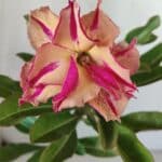 Planta Dobrada 3054 – 30cm – 02 anos