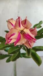 Planta Dobrada 3054 – 30cm – 02 anos