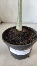 Planta Dobrada 3054 – 30cm – 02 anos - Imagem 7