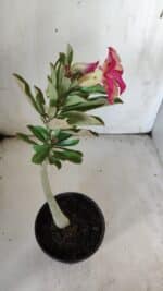 Planta Dobrada 3054 – 30cm – 02 anos - Imagem 6