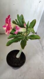 Planta Dobrada 3054 – 30cm – 02 anos - Imagem 5