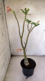 Planta Dobrada 3055 – 40cm – 03 anos - Imagem 6