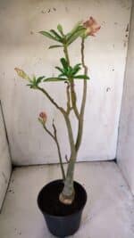 Planta Dobrada 3055 – 40cm – 03 anos - Imagem 5