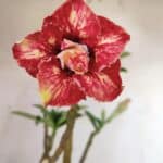 Planta Dobrada 3055 – 40cm – 03 anos