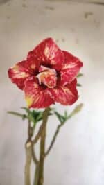 Planta Dobrada 3055 – 40cm – 03 anos