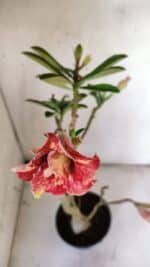 Planta Dobrada 3055 – 40cm – 03 anos - Imagem 4