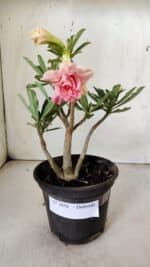 Planta Dobrada 3056 – 30cm – 02 anos - Imagem 2