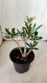 Planta Dobrada 3056 – 30cm – 02 anos - Imagem 5